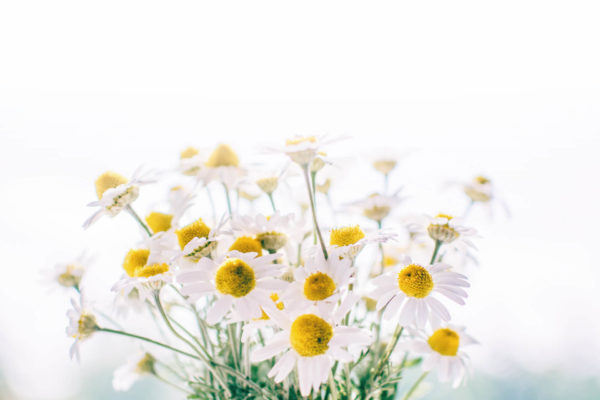 Wiosenne żółte kwiatki na białym tle.